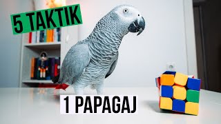 KAKO SE MOTIVIRATI  5 taktik prekord [upl. by Felike]