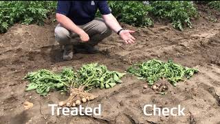 Benefits of Calcium Nitrate amp Boron for Potato Crops [upl. by Niemad]