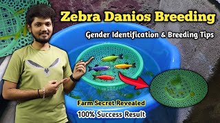 Zebra Fish Breeding in Tamil  Complete Breeding Guide  அடஎவ்ளோ குட்டி வந்துருக்கு😱 [upl. by Ticknor325]