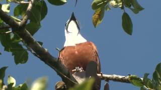 Three wattled Bellbird A Loud Bonk in the Treetops [upl. by Eisej]