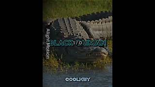 Black Caiman Vs Mugger Croc debate [upl. by Novah]