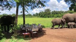 Lunch with elephants at Little Governors Camp [upl. by Verlee]