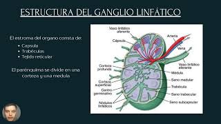 Ganglio linfático [upl. by Idnerb]