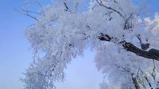 Magical Winter Wonderland The Stunning Frost of China’s Wusong Island ❄️🌲Wusong [upl. by Aihsatan439]