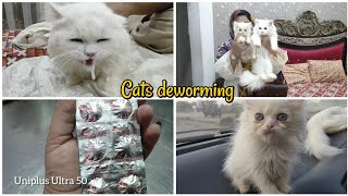 Cats deworming  best dewormers in Pakistan  How to deworm cat at home [upl. by Nairahcaz]