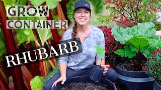 How To Grow Rhubarb In a Pot [upl. by Arag]