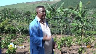 COFFEE GROWING TIPS IN UGANDA [upl. by Dworman660]