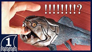 Sculpting DUNKLEOSTEUS【making an ancient sea monster ダンクレオステウスの作り方 】 [upl. by Pulcheria]