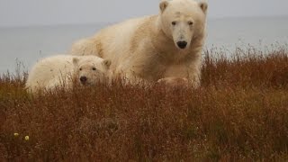 Kent Kaiser Alaska  Polar Bear Tour with Alaskan Quest [upl. by Kolb]