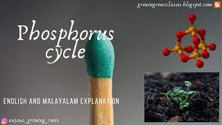 Phosphorus Cycle  Malayalam  Biogeochemical Cycle Of Phosphorus  Degree  BSc Botany  Zoology [upl. by Marshall]