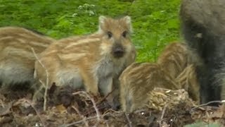 Cute Baby New born Wild Boar Piglets [upl. by Quintin]