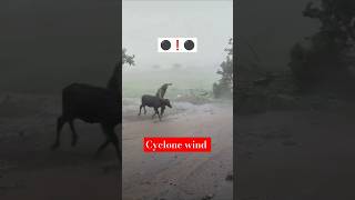 Cyclone 🌀 wind speed high puri jagannath youtubeshorts shorts shortvideo [upl. by Jezrdna984]