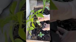 Wooden Box Bell Pepper Planting From Cell Packs shorts gardening plants vegetables asmr [upl. by Eixor]