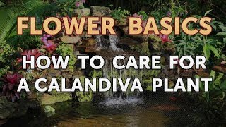 How to Care for a Calandiva Plant [upl. by Rahal358]