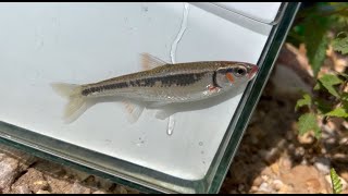 Microfishing Missouri  Show Me Fish Day 2 Pt 1 [upl. by Notsnarc]