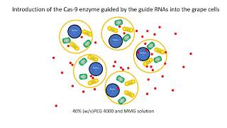 Protoplastmediated gene editing for disease resistance [upl. by Llenhoj]