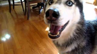 Mishka the Talking Husky Wants to Say quotI love youquot [upl. by Apple]