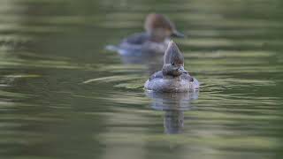 Hooded Mergansers in slo motion [upl. by Medarda]