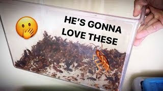 Sending someone a WHOLE BUNCH of COCKROACHes [upl. by Mota451]