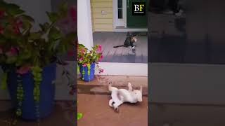 quotBest Funny Cats Dogs Compilation  Animal Momentsquotshorts [upl. by Tartaglia673]