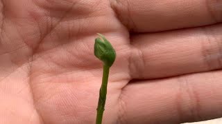 Habenaria Radiata Plants In Bud Egret Orchid [upl. by Hedwig819]