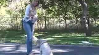 Wheaten Terriers How to Teach Your Dog Obedience Training Tips amp Tricks  How to Train Your Wheaten Terrier to Come When Called [upl. by Gnuhp]