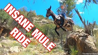 INSANE Rock crawling Extreme Mule Riding [upl. by Barris]