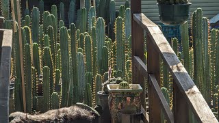 Trichocereus Walkaround [upl. by Maidy]