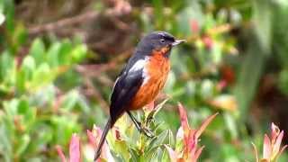 Blackthroated Flowerpiercer Diglossa brunneiventris Páramo de Frontino Urrao Antioquia [upl. by Ilsa]