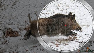 Battues aux sangliers  BreizhHunt  vidéo de chasse [upl. by Hodosh]