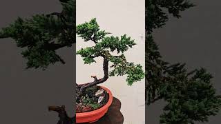 Juniper Prostrata Bonsai Tree adityastinytrees bonsai [upl. by Tunnell]