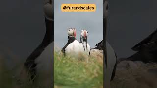 Puffins Discover the Fascinating Seabird of the North [upl. by Yras]