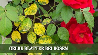 Gelbe Blätter bei Rosen  Was sind mögliche Ursachen [upl. by Roberson]