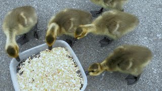 Goslings First at the Food Bucket 🪣 🌽🐥 [upl. by Calisa]