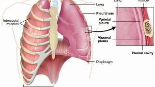 Atherosclerosis  Pathophysiology [upl. by Anibas]