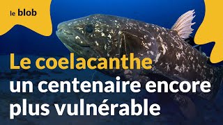 Le coelacanthe un centenaire encore plus vulnérable  Reportage [upl. by Weisman]