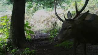 Le cerf pas comme les autres ‐ Piège photographique  Brame 2024 [upl. by Henderson]