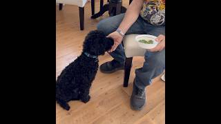 Labradoodle puppy loves peas3 months old puppy [upl. by Intyrb]