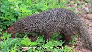 quotSri Lankas Cobra Killerquot The ruddy mongoose Herpestes smithii හෝතම්බුවා  මුගටියා [upl. by Nove]