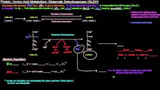 Protein  Amino Acid Metabolism Part 4 of 8  Glutamate Dehydrogenase GLDH [upl. by Pyne]