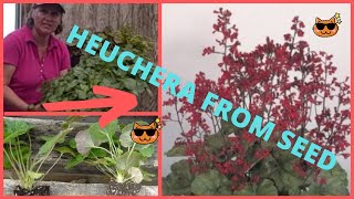 How to Grow Heuchera Coral Ruby Bells from Seed Growing in the Grow Room [upl. by Tisha685]