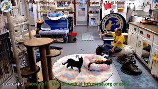 Amazable Ramsay Egypt and Alma 11092022  Friends of Felines Rescue Center FFRC [upl. by Rissa]