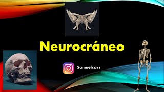 NEUROCRANEO  NEUROANATOMIA [upl. by Okeim]