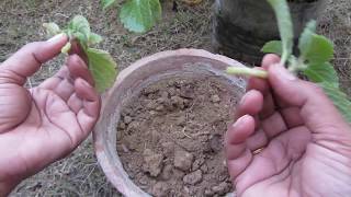 How to grow Ajwain Leave Plant from Cutting Easily  Step by Step Guide [upl. by Hertberg863]