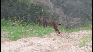 Lince alejandose hacia el bosque [upl. by Berna]