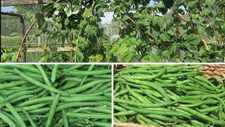 Pruning Primocane Raspberries and tying in new canes Harvesting French beans [upl. by Rebmeced]