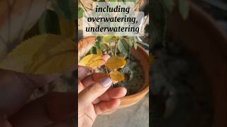 Reason of yellow leaves on plants gardentips rosecaretips gardeninghack shorts [upl. by Natalya]