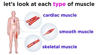 Types of Tissue Part 3 Muscle Tissue [upl. by Sheya]