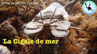 La Cigale de mer [upl. by Nirrol784]