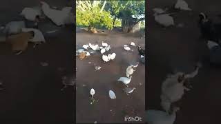 Criação de Aves Exóticas E Diferenciadas [upl. by Severen]